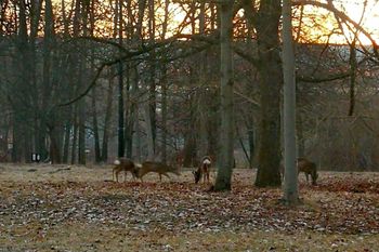 Centrum Katowic. Nagle je zauważył. Naliczył 7 sztuk