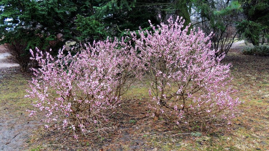blooming daphne ordinary or wolf bast (daphne mezereum), wolf, bark, volchnik, daphne, deciduous, subramose, shrub, trunk, branches, flowers, flowering, blooming, pink, sweet, spring, sepal, petal perianth, mezereum