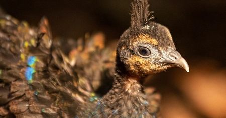 Wrocław. Paw kongijski w ZOO. To gatunek zagrożony wyginięciem