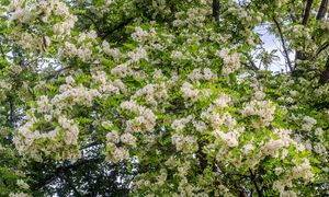 Rośnie w całej Polsce i szkodzi. Kto posadził, ten dziś żałuje