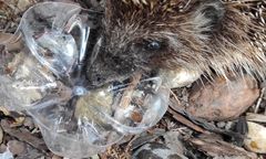 Warszawa. Na ratunek jeżom. Strażacy ocalili uwięzione zwierzaki