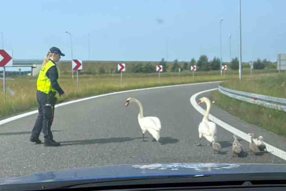 Dolny Śląsk: Niecodzienna interwencja. Policjanci pomogli łabędziej rodzinie