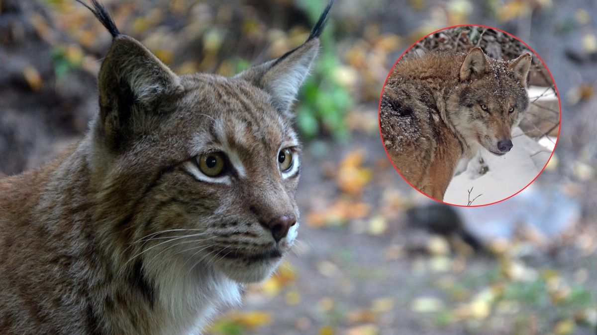 Leśnicy wyjaśniają, co dzieje się ze zwierzętami