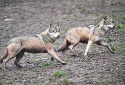 Biją na alarm ws. wilków. "Zachowaj szczególną ostrożność"