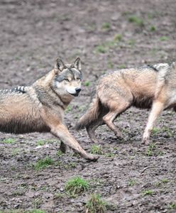 Biją na alarm ws. wilków. "Zachowaj szczególną ostrożność"