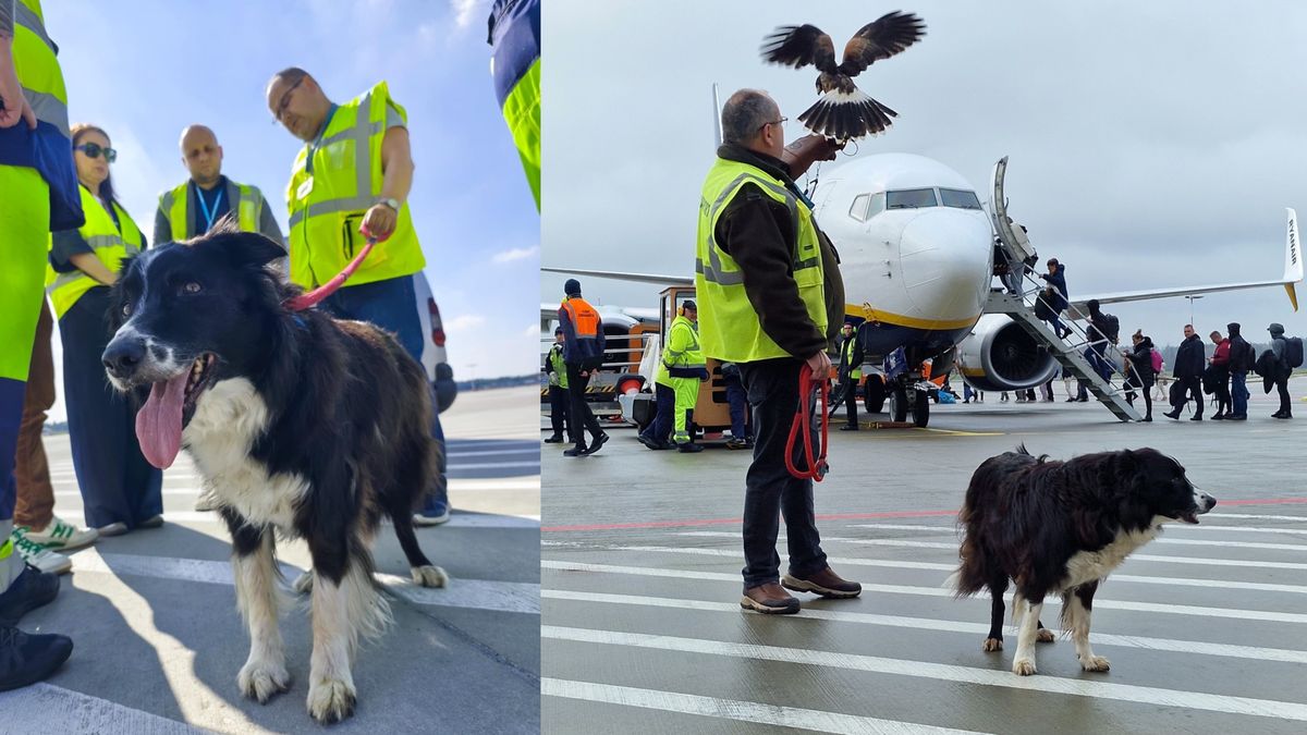 Falco, pies lotniskowy, który ochraniał drogę startową