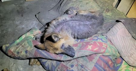 Pokaz bestialstwa na Podhalu. "Pękło nam serce"