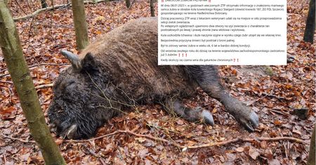 Udusił się własną krwią. To już piąty zastrzelony żubr