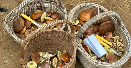 Pierwsze Mistrzostwa Świata w Grzybobraniu odbyły się pod Chodzieżą