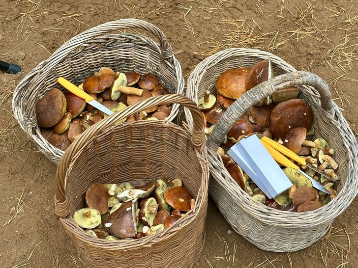 Pierwsze Mistrzostwa Świata w Grzybobraniu odbyły się pod Chodzieżą
