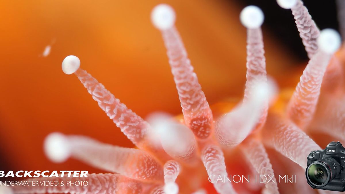 Niesamowite podwodne wideo z Canona EOS 1D X Mark II w rozdzielczości 4K 1