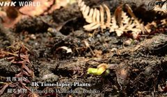 Japońska telewizja publiczna stawia na 8K