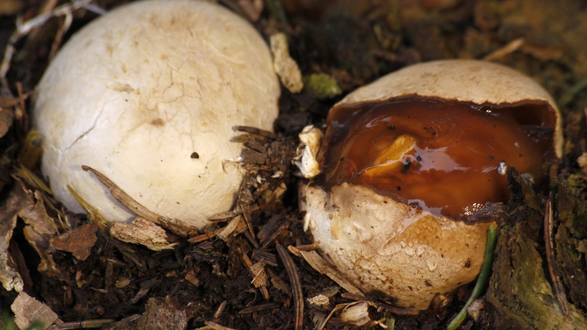 Czarcie jajo - cóż to takiego?