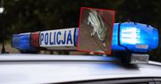 Dzielnicowi nie dowierzali. W domu znaleźli małego "Bohunka"
