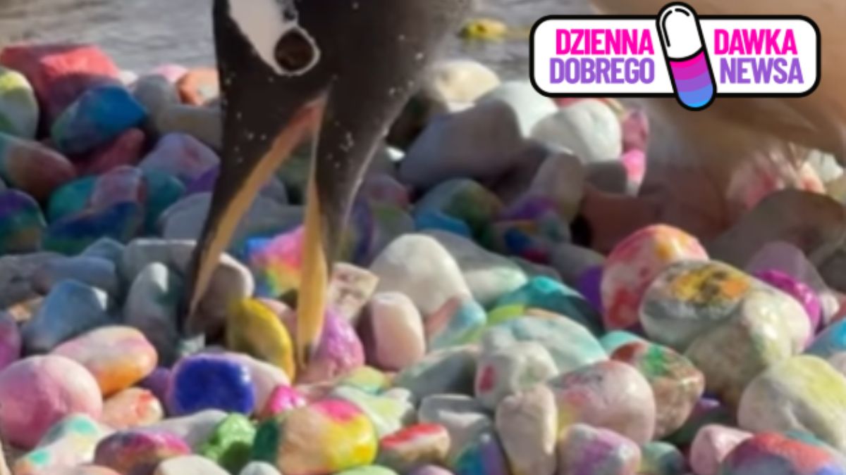 Pingwinie zaręczyny