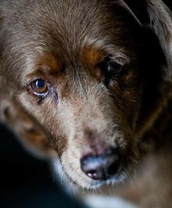 Najstarszy pies na świecie. Bobi świętuje swoje 31 urodziny