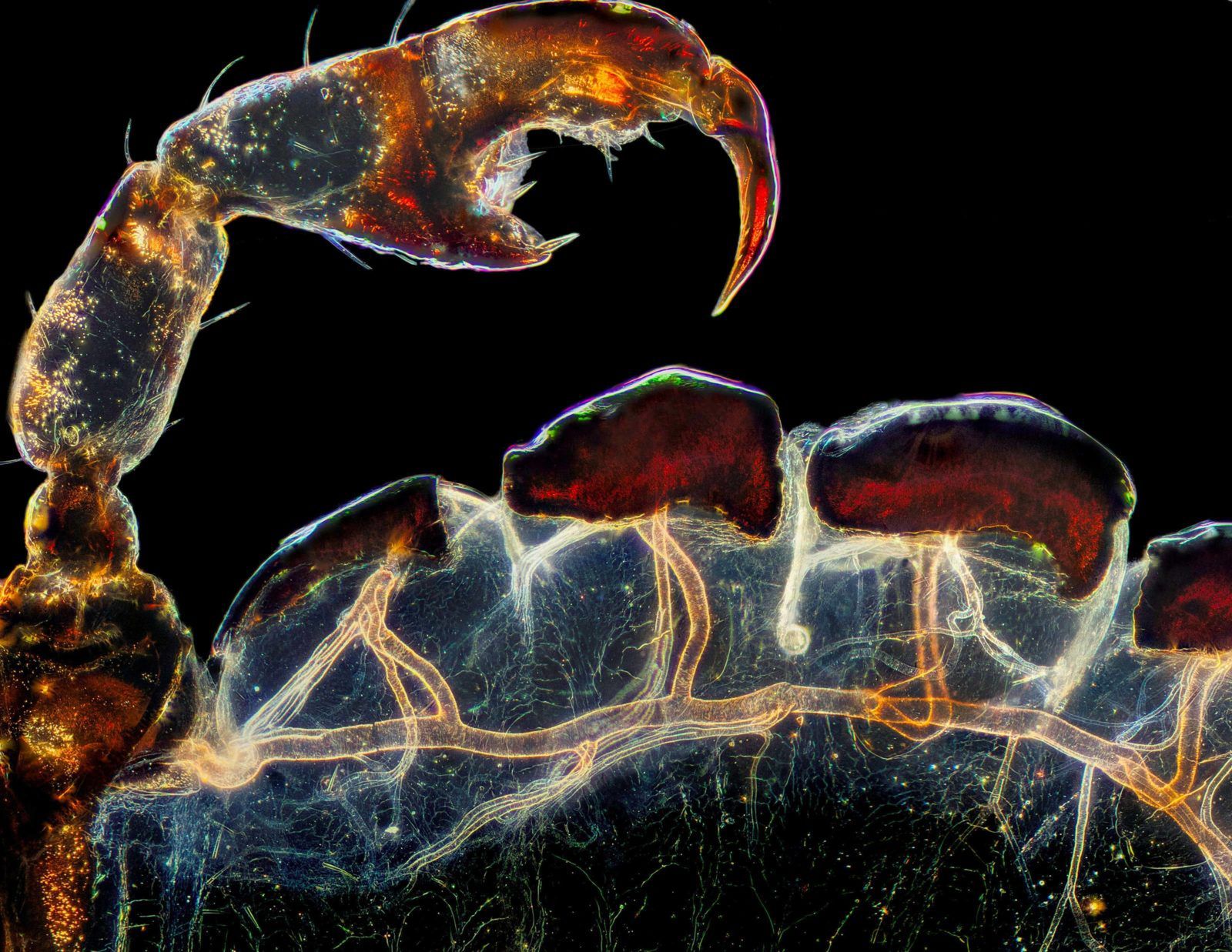 Małe jest piękne. Oto zwycięskie zdjęcia konkursu Nikon Small World 2021 3