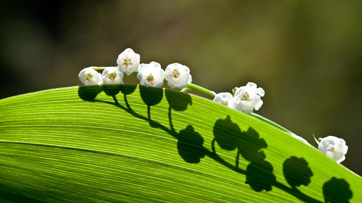 Konwalie to jedne z najgroźniejszych roślin. Są kardiotoksyczne