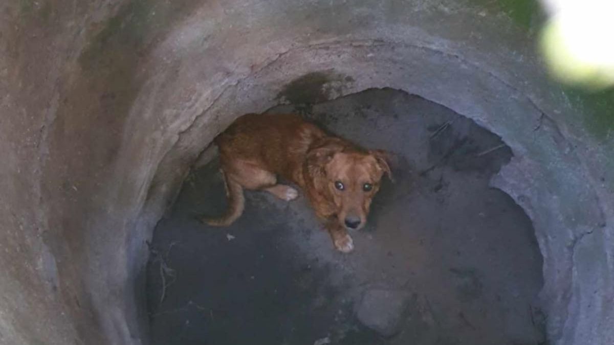 Tajemnicze porzucenie psów pod Brodnicą