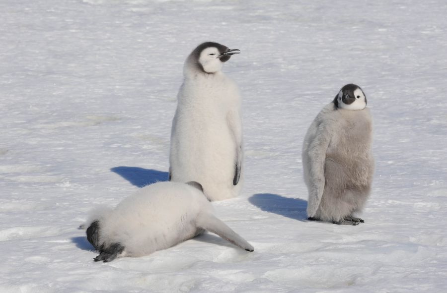 Zagrożone pingwiny cesarskie