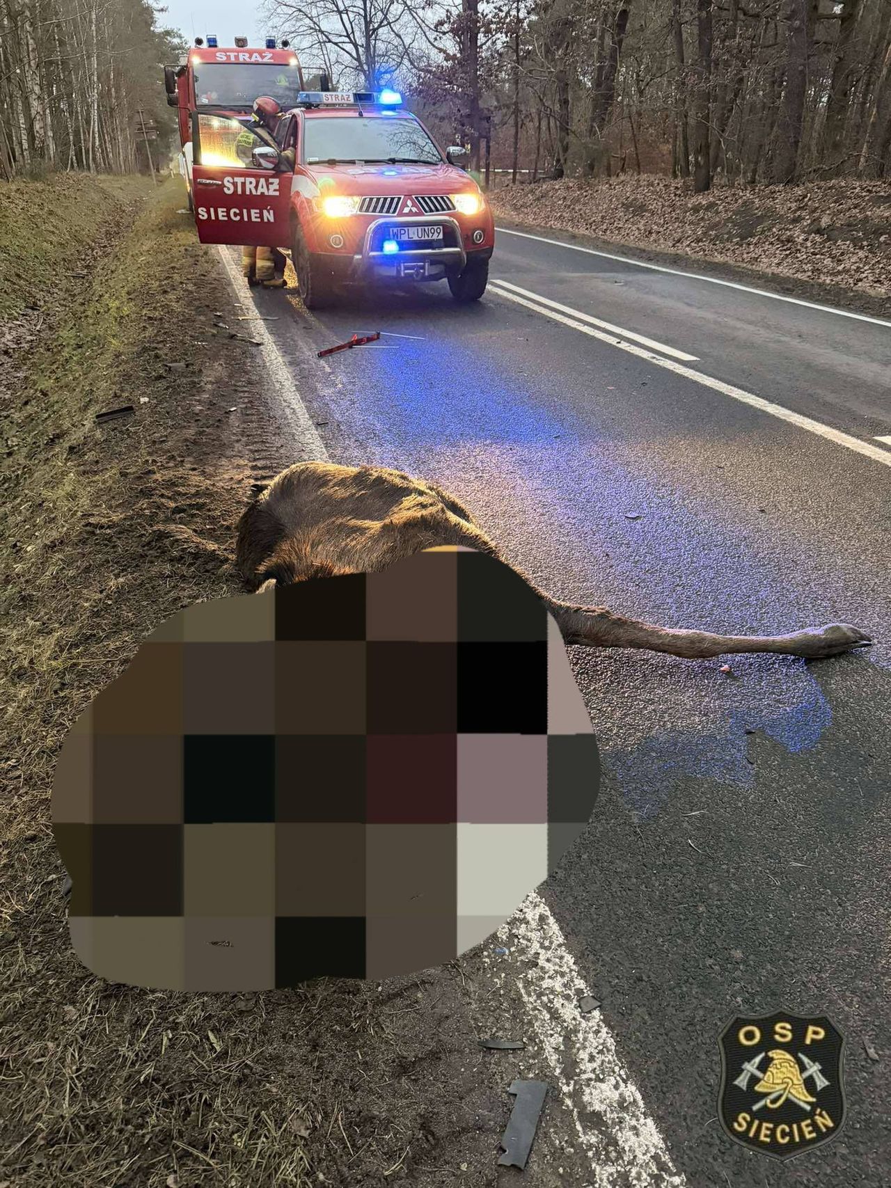 Wypadek w Murzynowie. Dwa pojazdy zderzyły się po potrąceniu łosia – są utrudnienia w ruchu