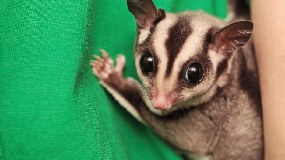 Lotopałanka karłowata pojawiła się na warszawskim Wawrze