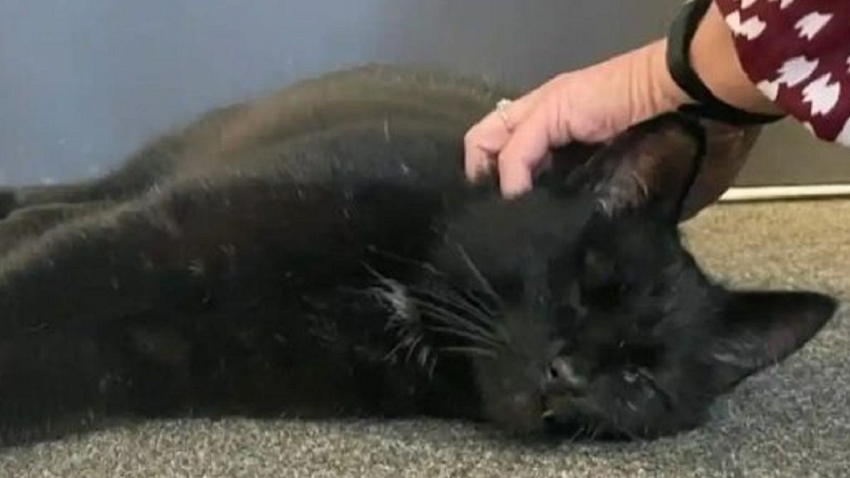 Kot może wrócić do właściciela.