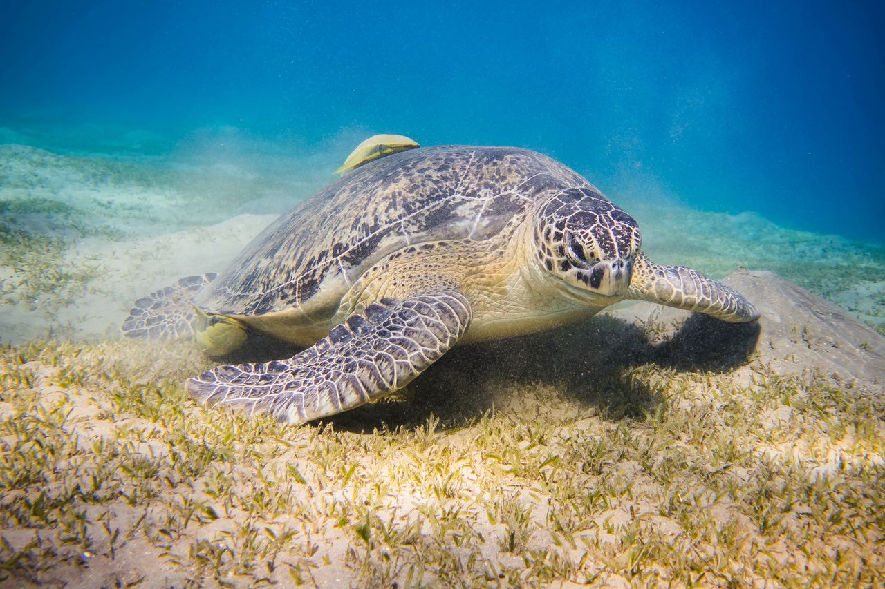 W Marsa Alam można podziwiać żółwie morskie