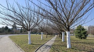 Kraków: Pobielone wiśnie i banery. Już niedługo pierwsze prace przy budowie węzła przesiadkowego w Bronowicach