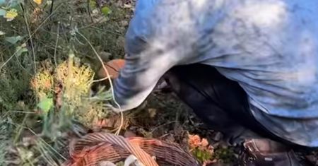 "Aż dech zapiera". Nagranie z lasu obiega sieć. Ależ okaz