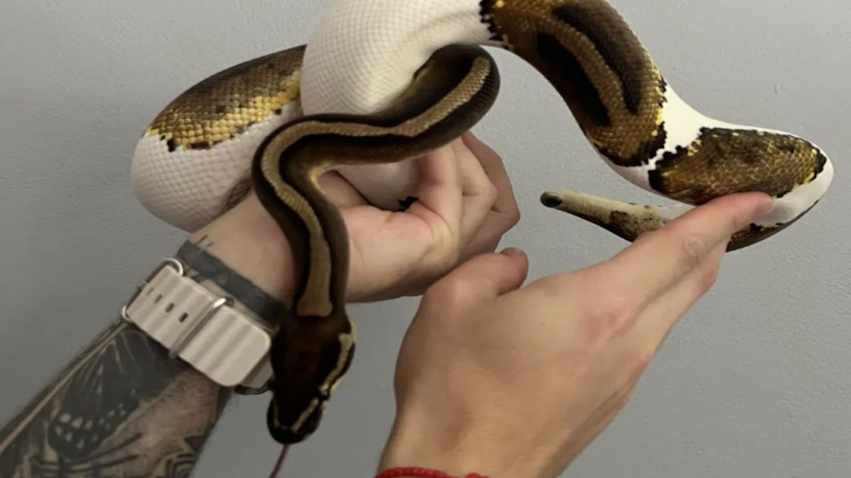 Pyton królewski uciekł w Trójmieście