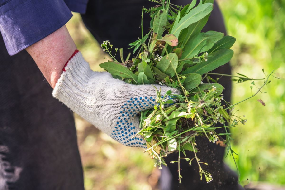 Wild hops grow everywhere. Its young shoots are a valued and expensive vegetable in Western Europe.