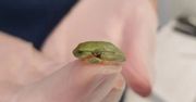 Najmniejsza pacjentka w historii. Weterynarz uratowała życie maleńkiej żabce