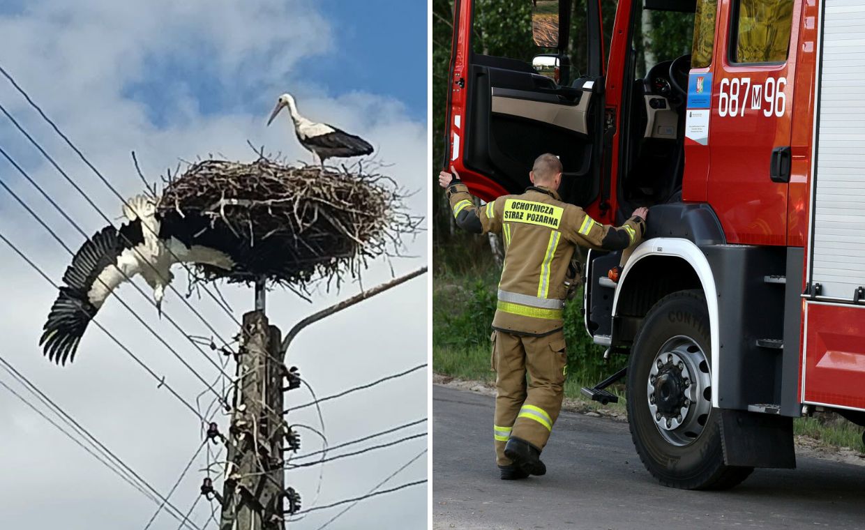 Bocian w tarapatach: Uratowany ptak z linii energetycznej