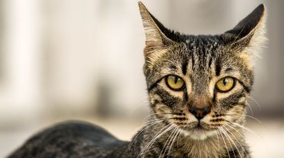 Znęcał się nad kotem. Sędzia był zaszokowany skalą przemocy