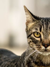 Znęcał się nad kotem. Sędzia był zaszokowany skalą przemocy