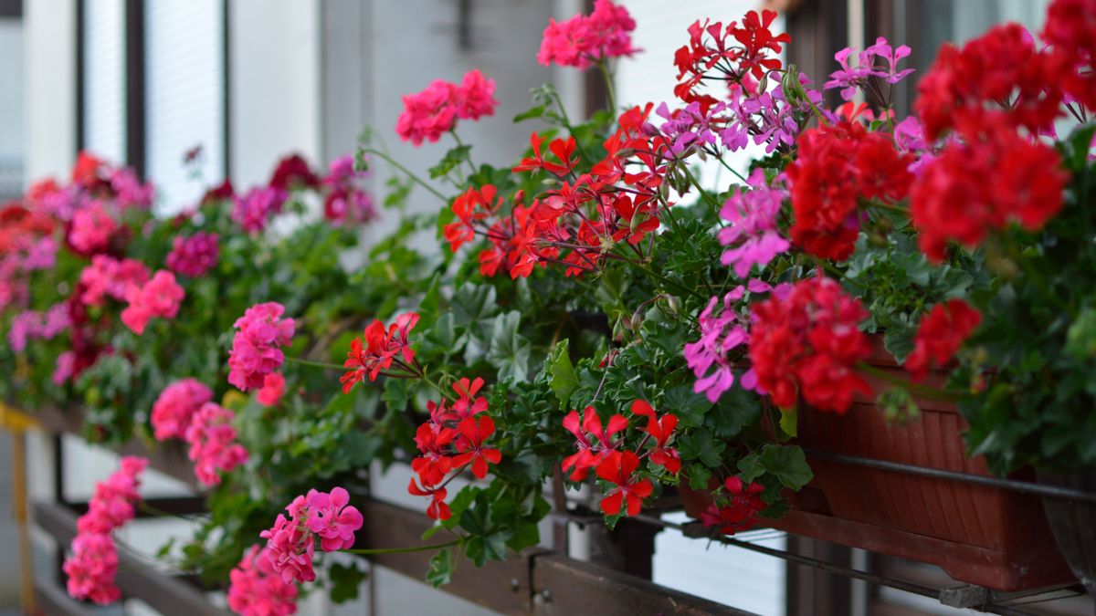 Pelargonie można zimować