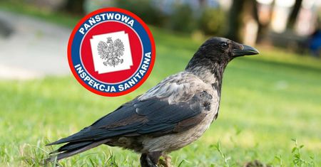 Groźny wirus zabija w Polsce ptaki. GIS wydał ważny komunikat
