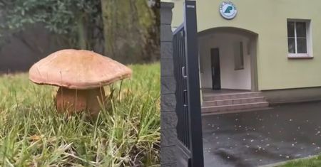 "Nie ma sprawiedliwości". Tylko spójrzcie na nagranie leśników