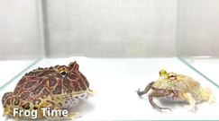 Żaba zjada żabę, która je żabę. Szokujące nagranie internauty