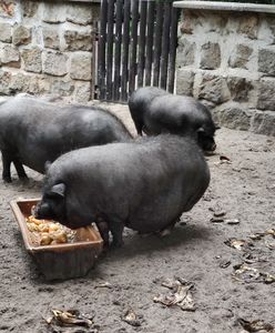 Horror w Hongkongu. Świnia przebudziła się i runęła na rzeźnika