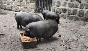 Horror w Hongkongu. Świnia przebudziła się i runęła na rzeźnika