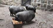 Horror w Hongkongu. Świnia przebudziła się i runęła na rzeźnika