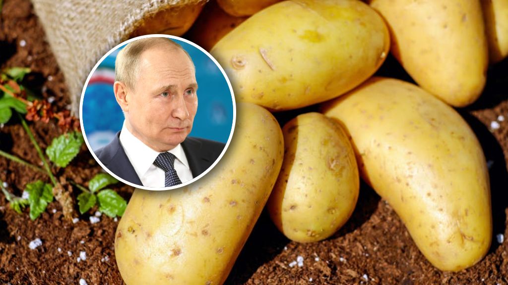 Rosja ma problem z ziemniakiami
