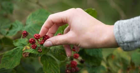 Polacy zajadają się tymi owocami na potęgę. Nie wiedzą, że mogą w nich być pasożyty