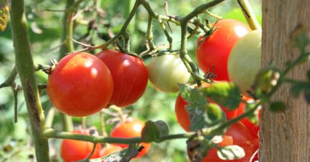 Nie sadź obok pomidorów. Możesz zapomnieć o obfitych zbiorach