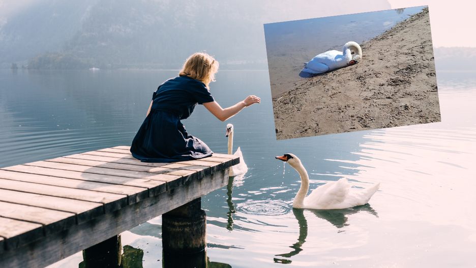 Chleb szkodzi ptakom