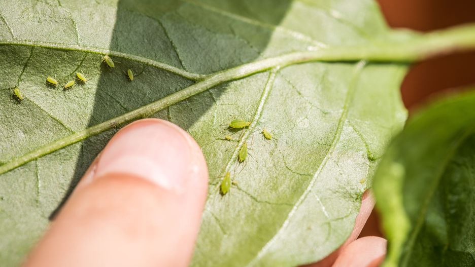 Green aphids on a chili plant
Marianne Mayer
Insecta, Sternorrhyncha, agricultural crop, agriculture, animal, aphid, bio, biological, biology, botany, chili, close, close-up, crop plant, cultivation, damage, damaged, economic plant, environment, fauna, finger, flora, food, green, greenfly, hand, insect, leaf, louse, many, natural, nature, nutrition, offspring, organic, pest, plant, plant louse, summer, to eat, to suckle, useful plant, vegetable, vermin