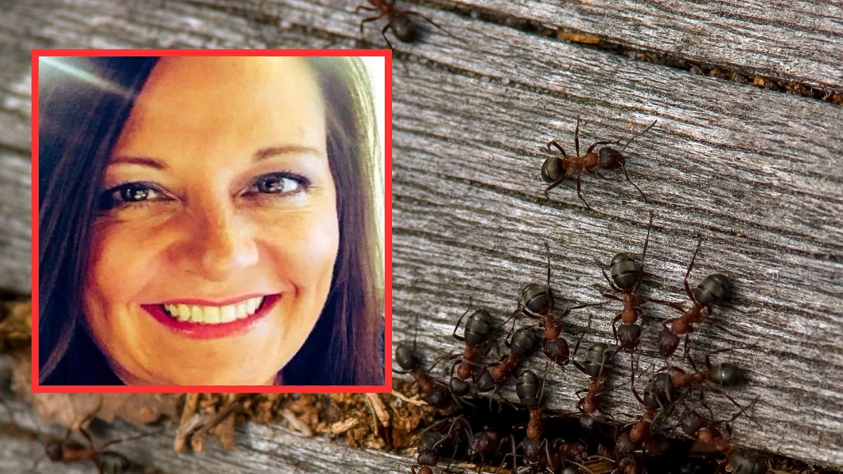 Tragiczna śmierć. Zabiły ją mrówki ogniste 