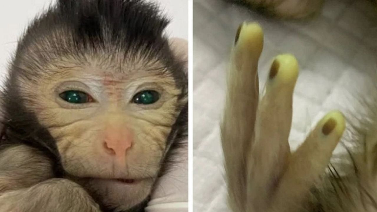 Chińscy naukowcy stworzyli chimeryczną małpę